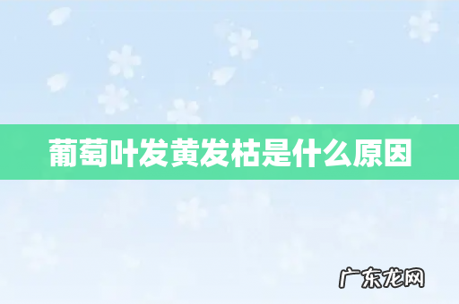 葡萄叶发黄发枯是什么原因