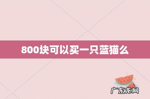 800块可以买一只蓝猫么