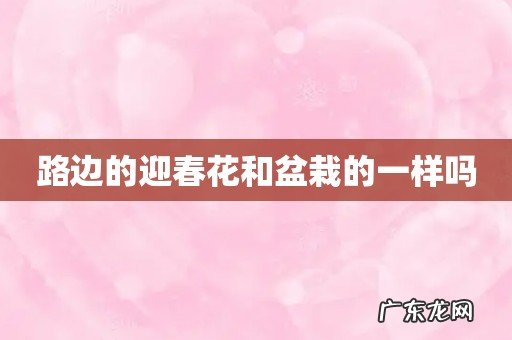 路边的迎春花和盆栽的一样吗