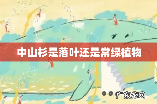 中山杉是落叶还是常绿植物