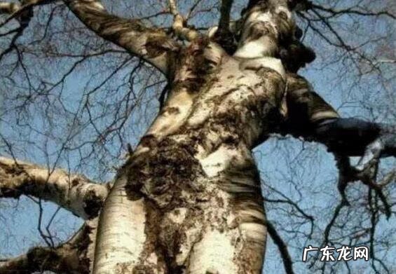 风水种树的讲究 栽树风水禁忌