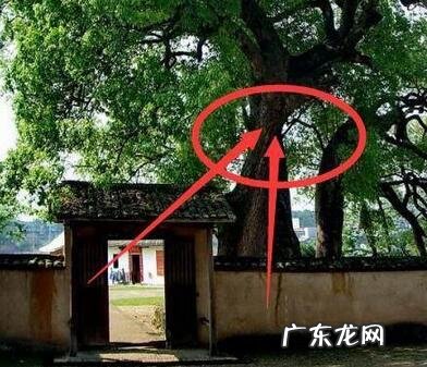 风水种树的讲究 栽树风水禁忌