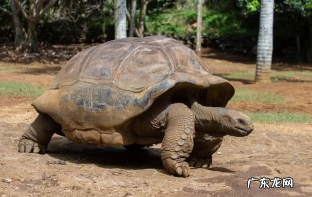 龟背竹有不好的风水 龟鹤摆件的风水作用