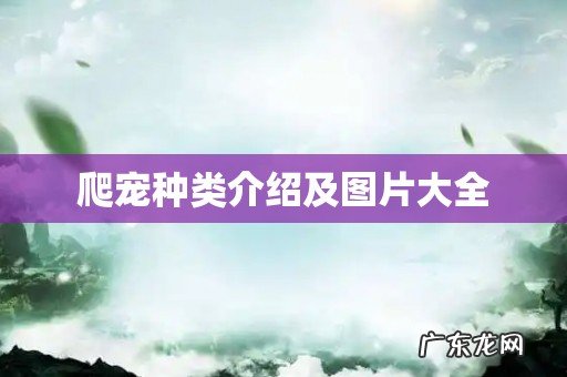 爬宠种类介绍及图片大全