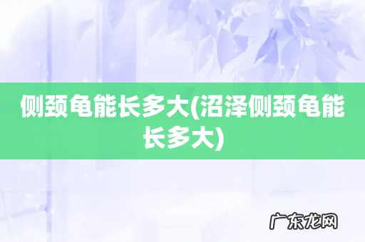 沼泽侧颈龟能长多大 侧颈龟能长多大