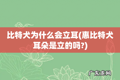 惠比特犬耳朵是立的吗? 比特犬为什么会立耳
