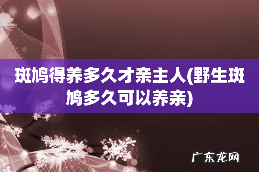 野生斑鸠多久可以养亲 斑鸠得养多久才亲主人