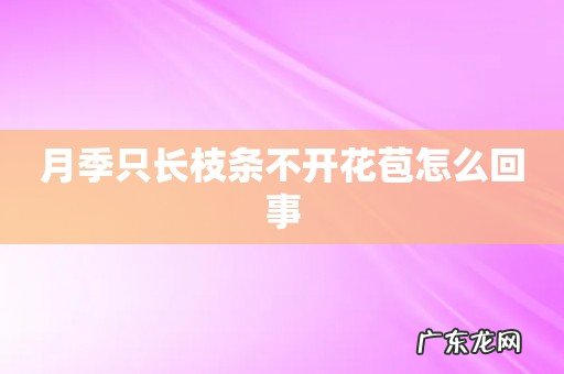 月季只长枝条不开花苞怎么回事