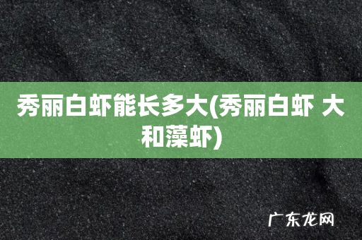 秀丽白虾 大和藻虾 秀丽白虾能长多大