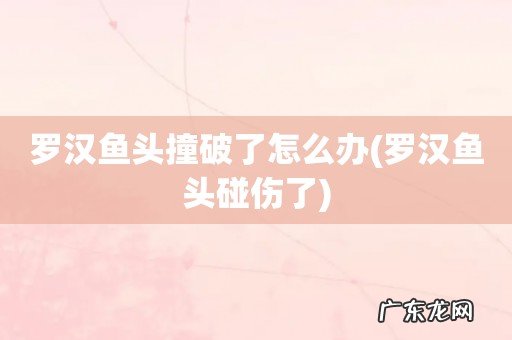 罗汉鱼头碰伤了 罗汉鱼头撞破了怎么办
