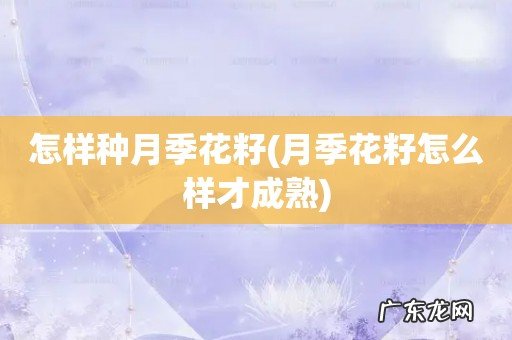 月季花籽怎么样才成熟 怎样种月季花籽