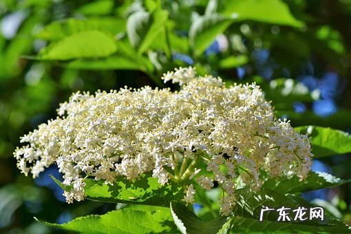 榆木家具放家里风水好吗 榆木风水含义