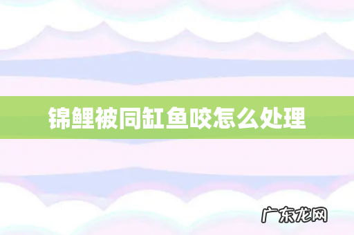 锦鲤被同缸鱼咬怎么处理