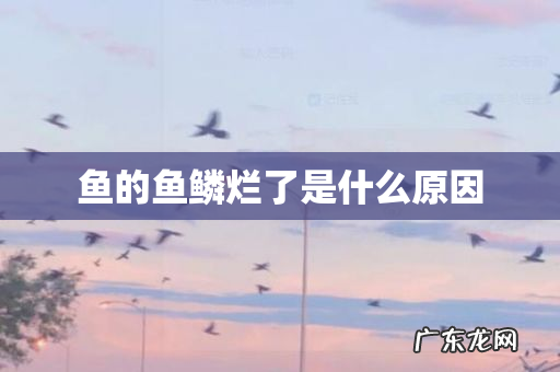 鱼的鱼鳞烂了是什么原因