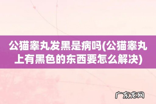 公猫睾丸上有黑色的东西要怎么解决 公猫睾丸发黑是病吗