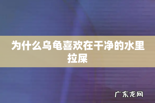 为什么乌龟喜欢在干净的水里拉屎