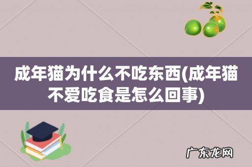 成年猫不爱吃食是怎么回事 成年猫为什么不吃东西