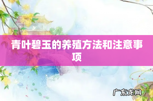 青叶碧玉的养殖方法和注意事项