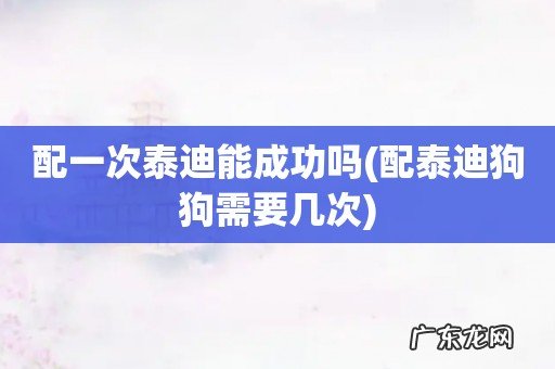 配泰迪狗狗需要几次 配一次泰迪能成功吗