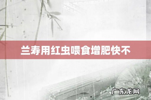 兰寿用红虫喂食增肥快不