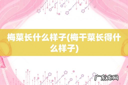 梅干菜长得什么样子 梅菜长什么样子