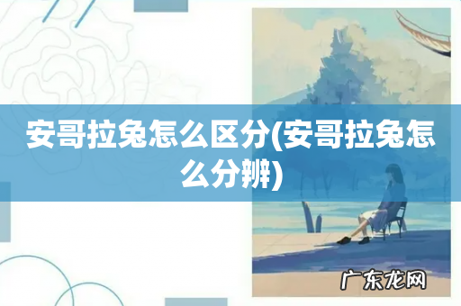 安哥拉兔怎么分辨 安哥拉兔怎么区分