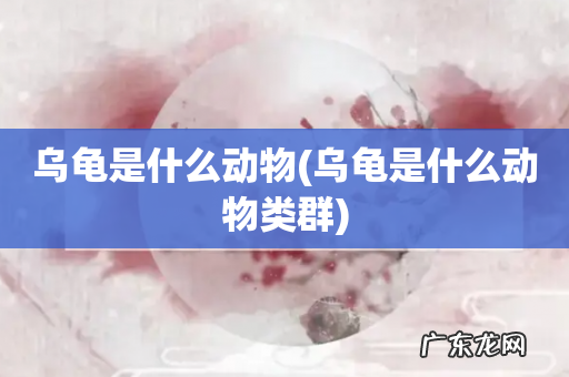 乌龟是什么动物类群 乌龟是什么动物