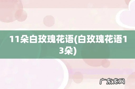 白玫瑰花语13朵 11朵白玫瑰花语