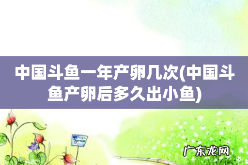 中国斗鱼产卵后多久出小鱼 中国斗鱼一年产卵几次