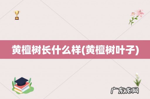 黄檀树叶子 黄檀树长什么样