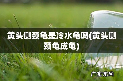 黄头侧颈龟成龟 黄头侧颈龟是冷水龟吗