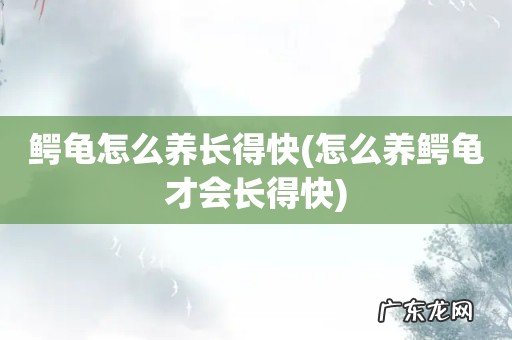 怎么养鳄龟才会长得快 鳄龟怎么养长得快