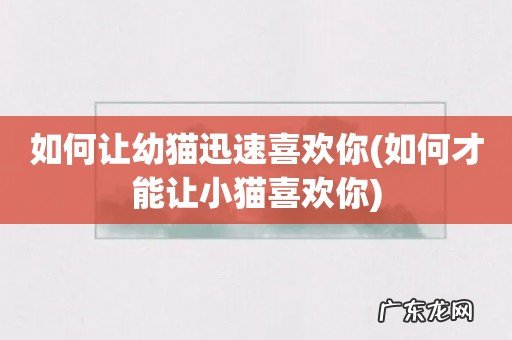 如何才能让小猫喜欢你 如何让幼猫迅速喜欢你