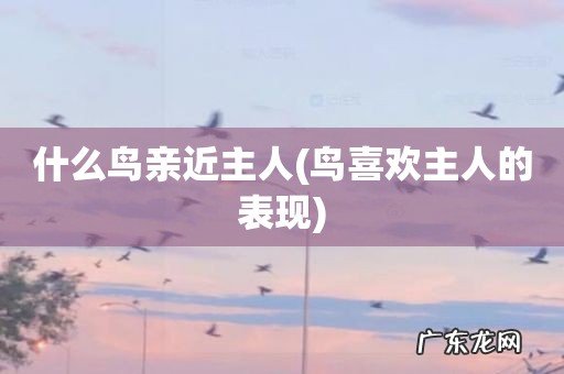 鸟喜欢主人的表现 什么鸟亲近主人