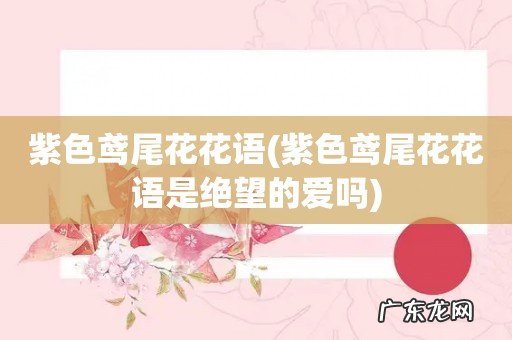 紫色鸢尾花花语是绝望的爱吗 紫色鸢尾花花语
