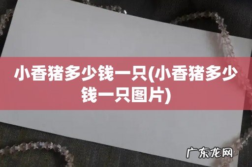 小香猪多少钱一只图片 小香猪多少钱一只