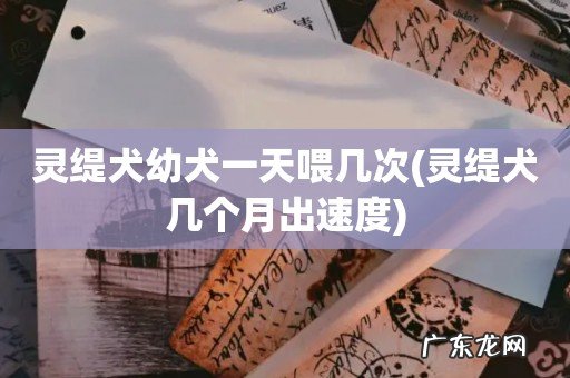 灵缇犬几个月出速度 灵缇犬幼犬一天喂几次