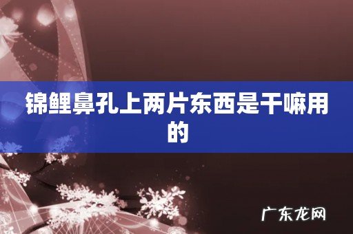 锦鲤鼻孔上两片东西是干嘛用的