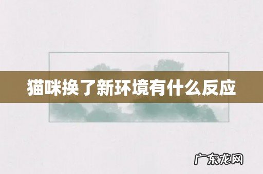 猫咪换了新环境有什么反应