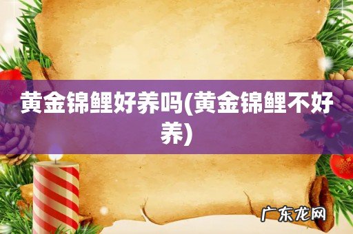 黄金锦鲤不好养 黄金锦鲤好养吗