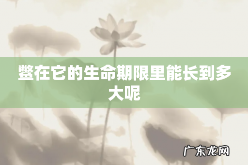 鳖在它的生命期限里能长到多大呢