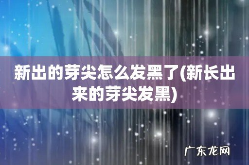 新长出来的芽尖发黑 新出的芽尖怎么发黑了