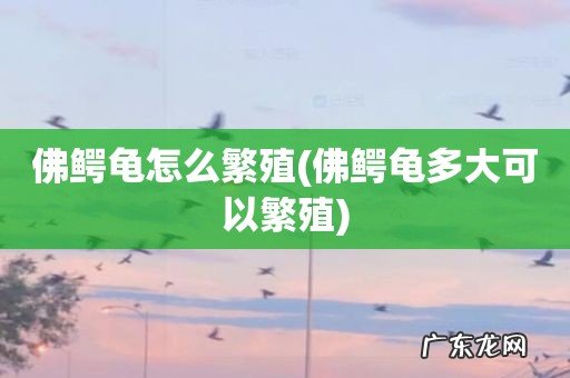 佛鳄龟多大可以繁殖 佛鳄龟怎么繁殖