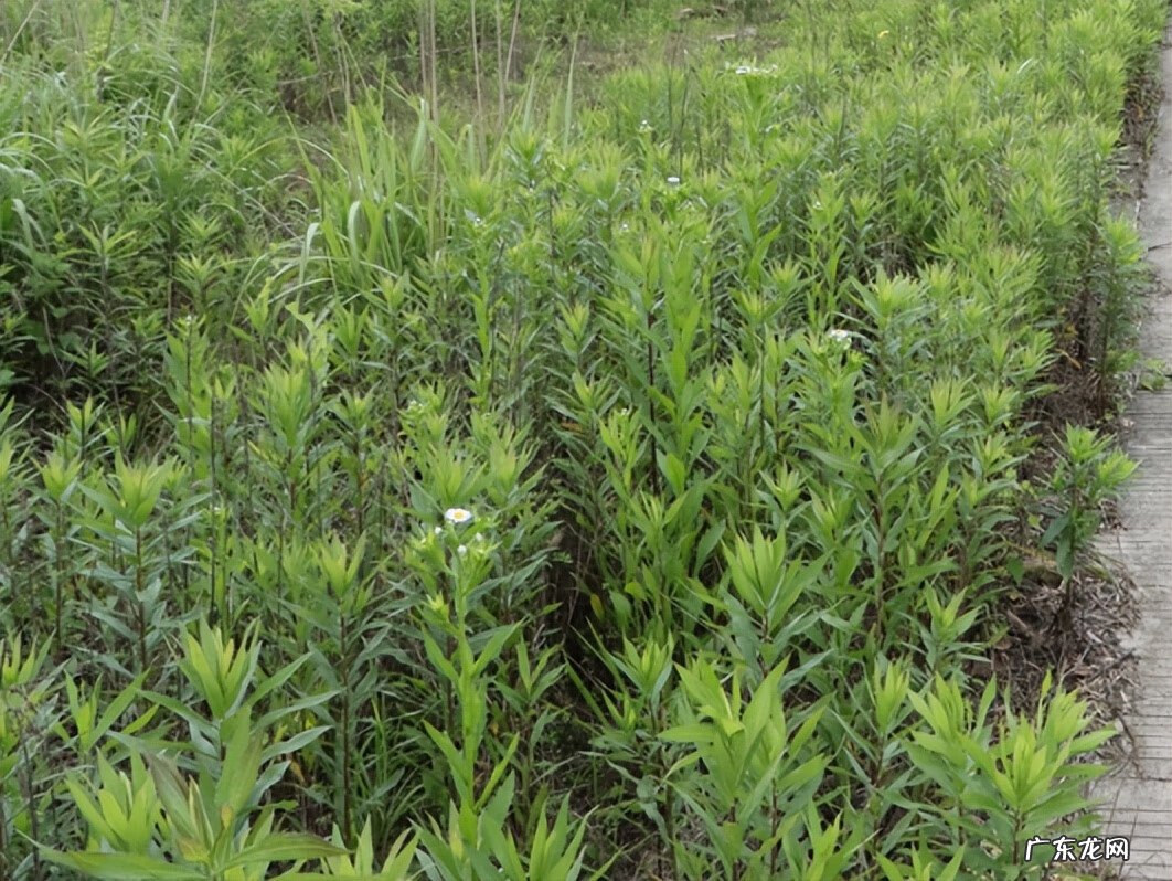 江阴定山风景区规划 江阴定山风景区