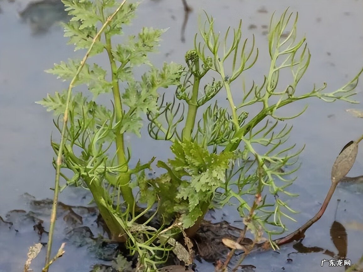 江阴定山风景区规划 江阴定山风景区