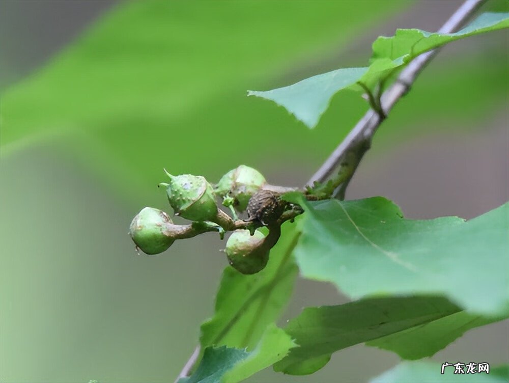 江阴定山风景区规划 江阴定山风景区