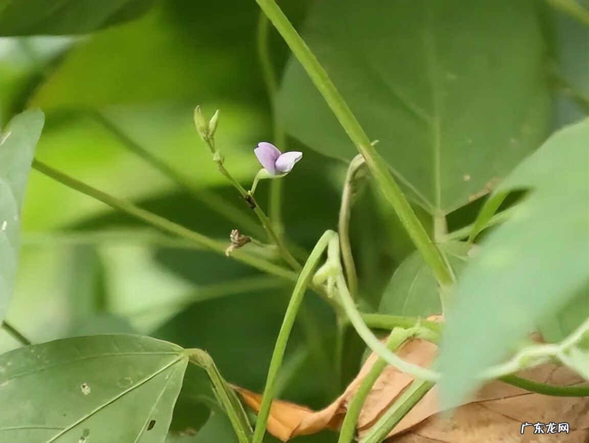 江阴定山风景区规划 江阴定山风景区