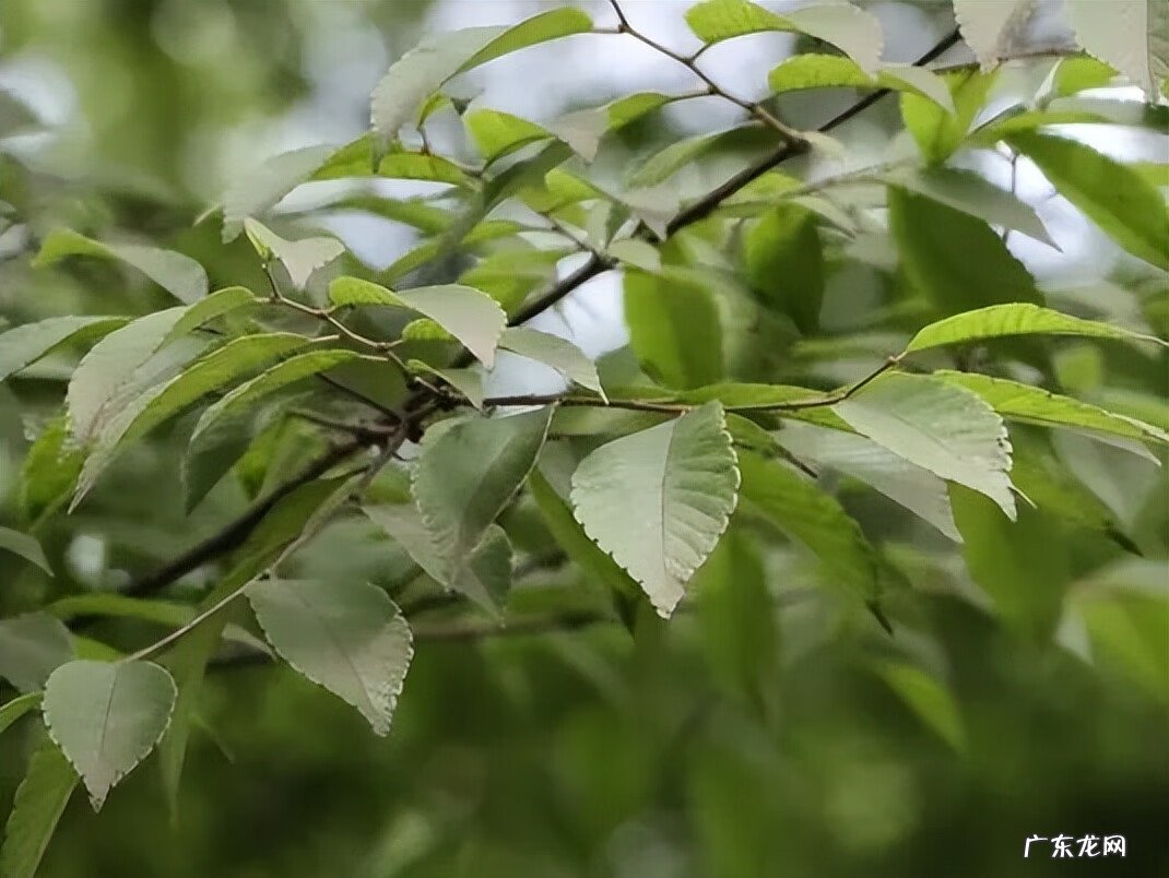江阴定山风景区规划 江阴定山风景区