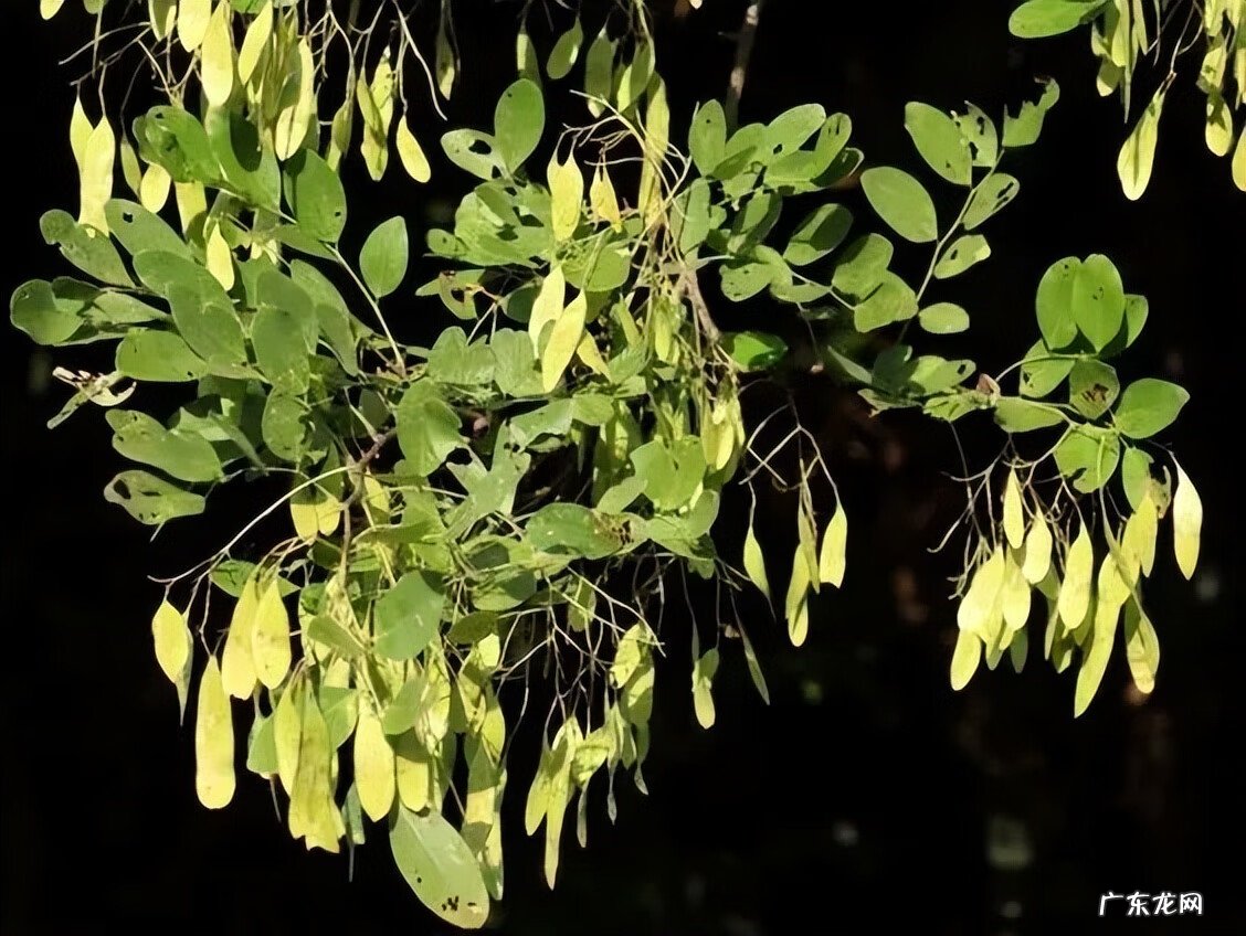 江阴定山风景区规划 江阴定山风景区