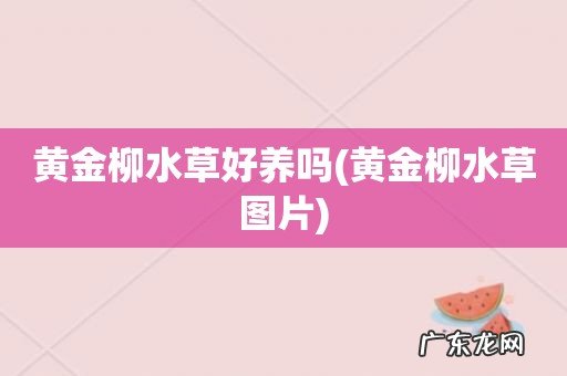 黄金柳水草图片 黄金柳水草好养吗